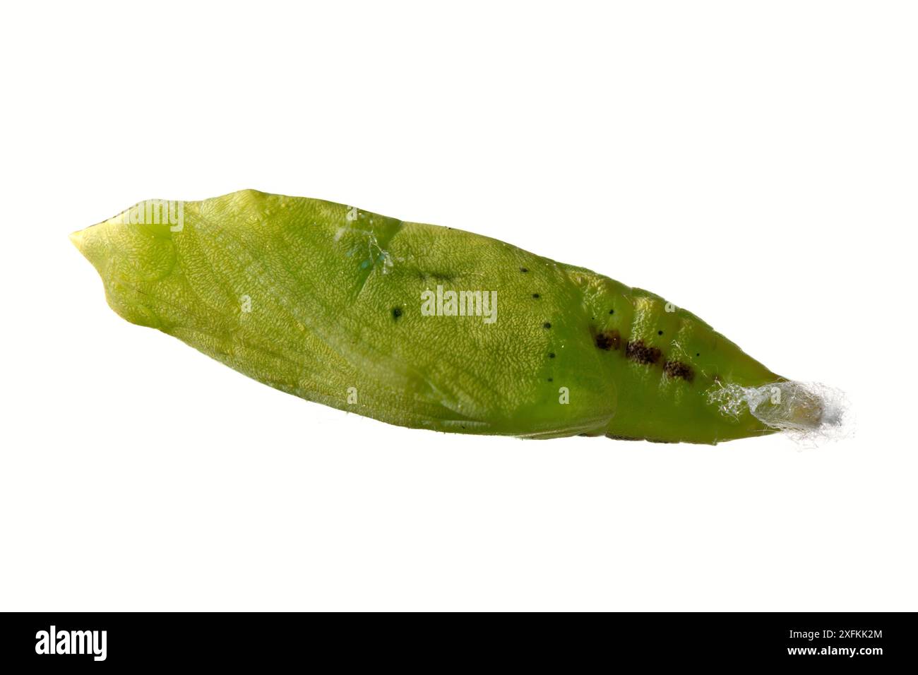 Farfalla gialla nuvolosa (Colias croceus) pupa, Lorsch, Assia, Germania. Progetto Meetyourneighbors.net Foto Stock