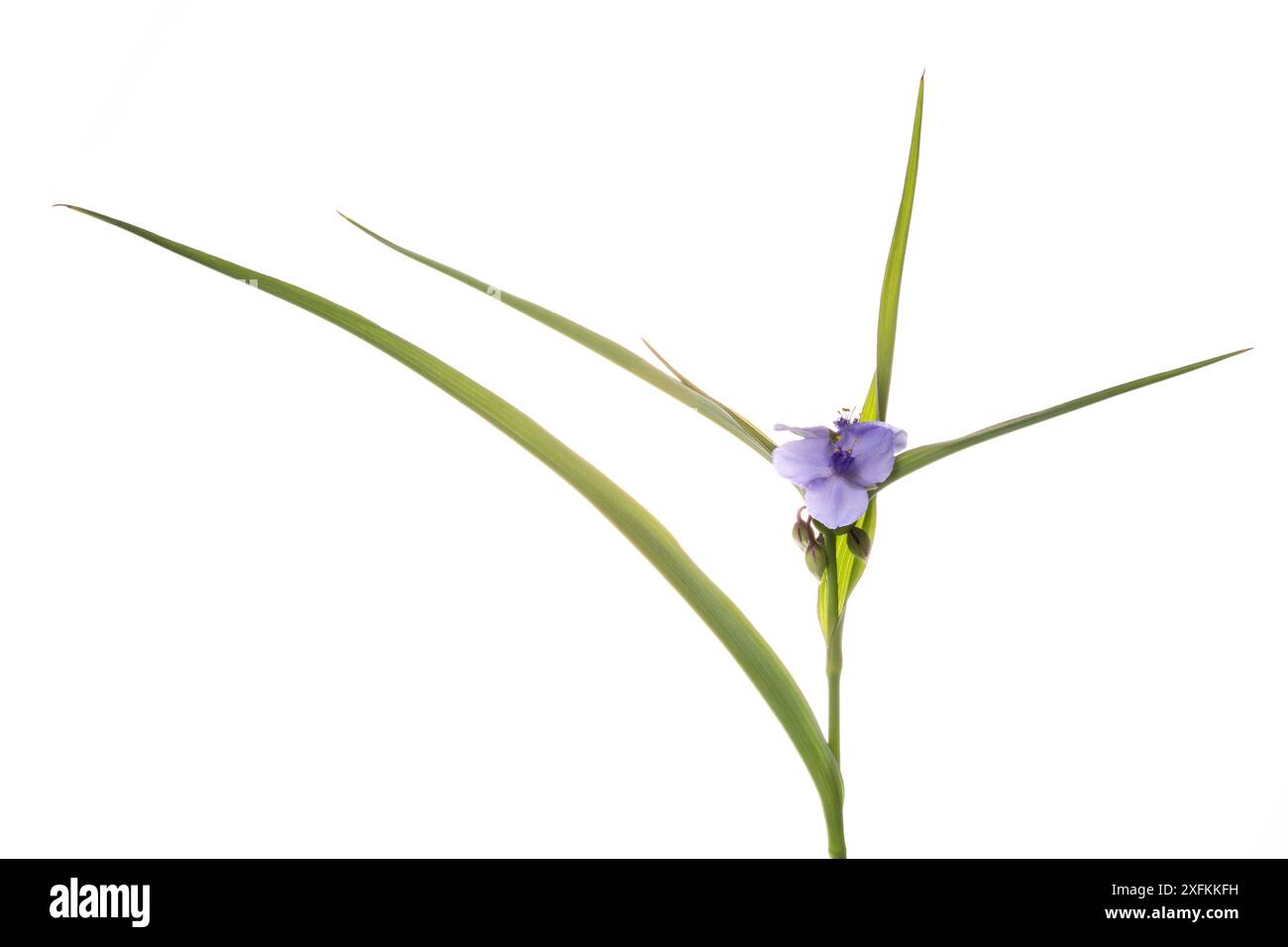 Verga della Virginia (Tradescantia virginiana), Mannheim, Germania. Progetto Meetyourneighbors.net. Foto Stock