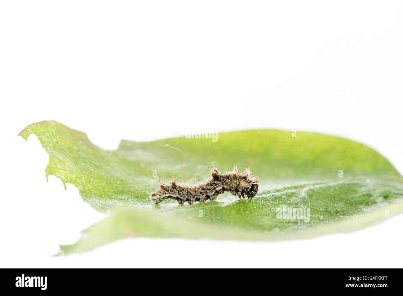 Ammiraglio bianco meridionale (Limenitis reducta) caterpillar on Leaf, Lorsch, Assia, Germania. Progetto Meetyourneighbors.net. Foto Stock