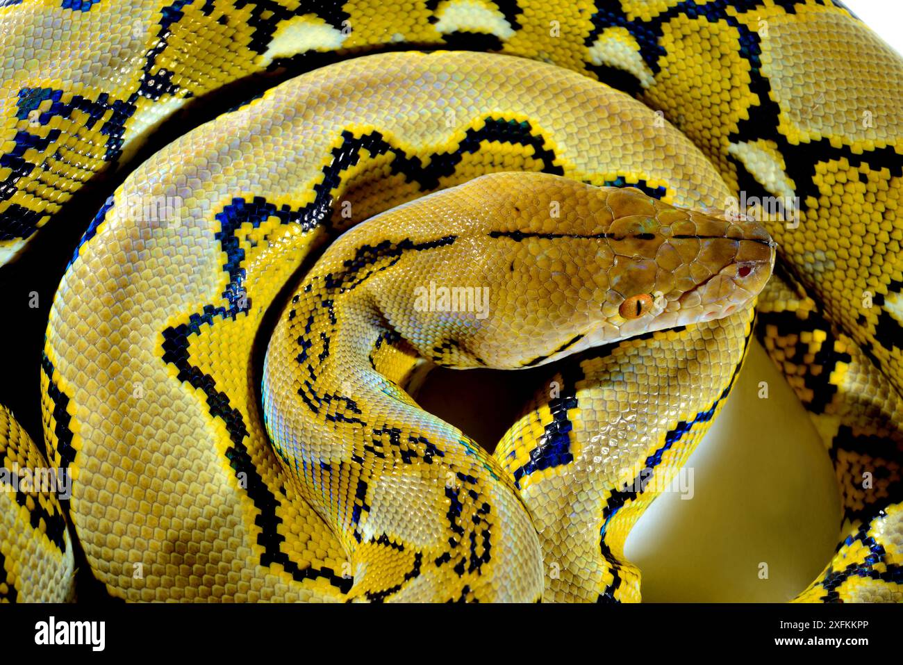 Pitone reticolato nano (Malayopython reticulatus saputrai) su sfondo bianco, isola Selayar, Indonesia. Prigioniero Foto Stock