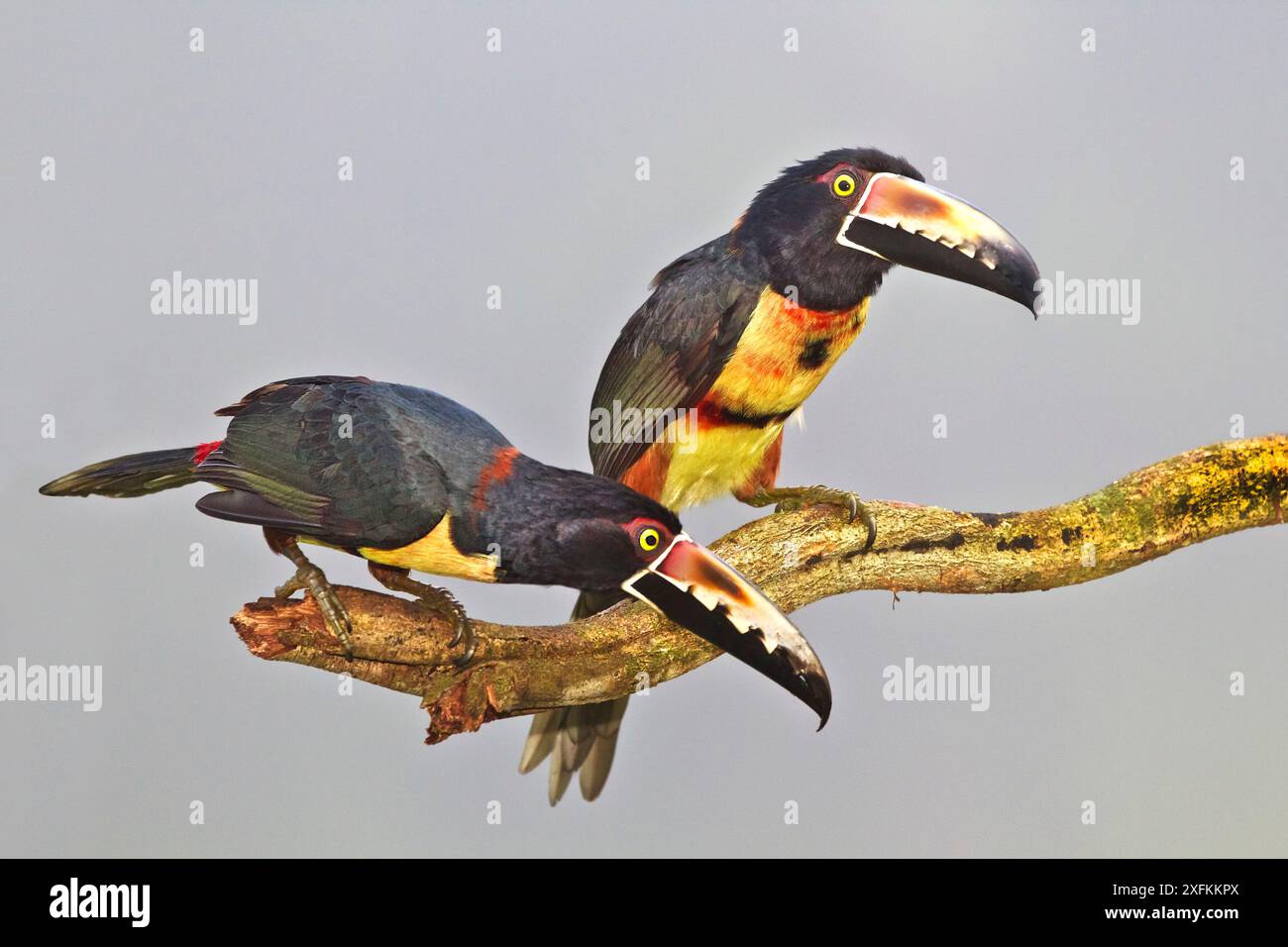 Aracari con colletto (Pteroglossus torquatus) due adulti arroccati, Lowland Rainforest, Costa Rica settentrionale Foto Stock