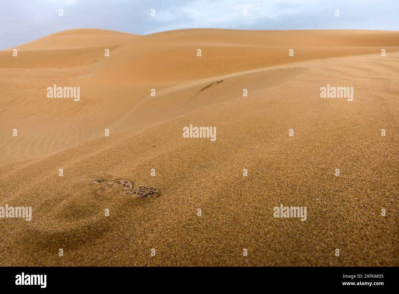 Sahara Sand Viper (Cerastes vipera) sepolto sotto la sabbia, in attesa di imboscare prede, Sahara occidentale. Foto Stock