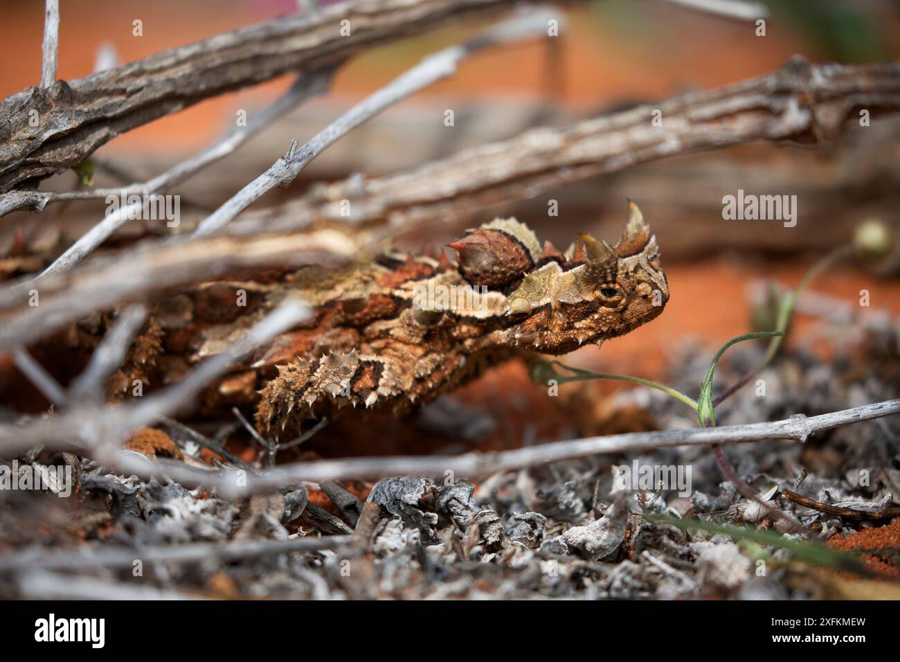 Spinosa dragon (Moloch horridus) nel deserto habitat, Australia. Foto Stock