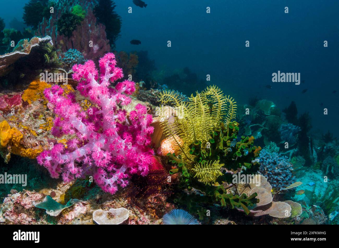 Corallo molle (Dendronephthya sp.) Alimentazione, crinoidi e coralli dendrofili sulla barriera corallina. Indonesia. Foto Stock
