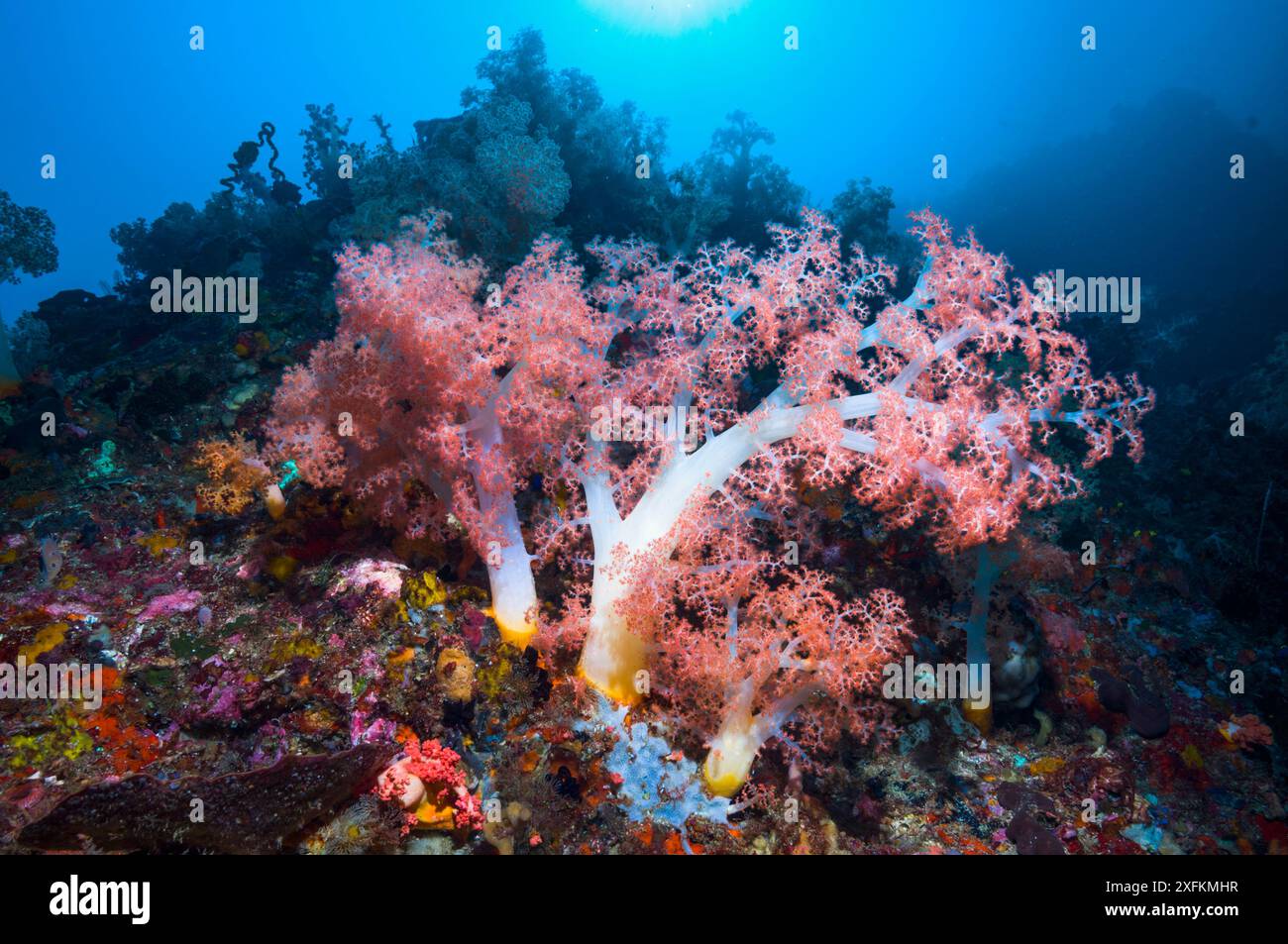 Corallo molle (Dendronephthya sp.) alimentazione. Indonesia. Foto Stock