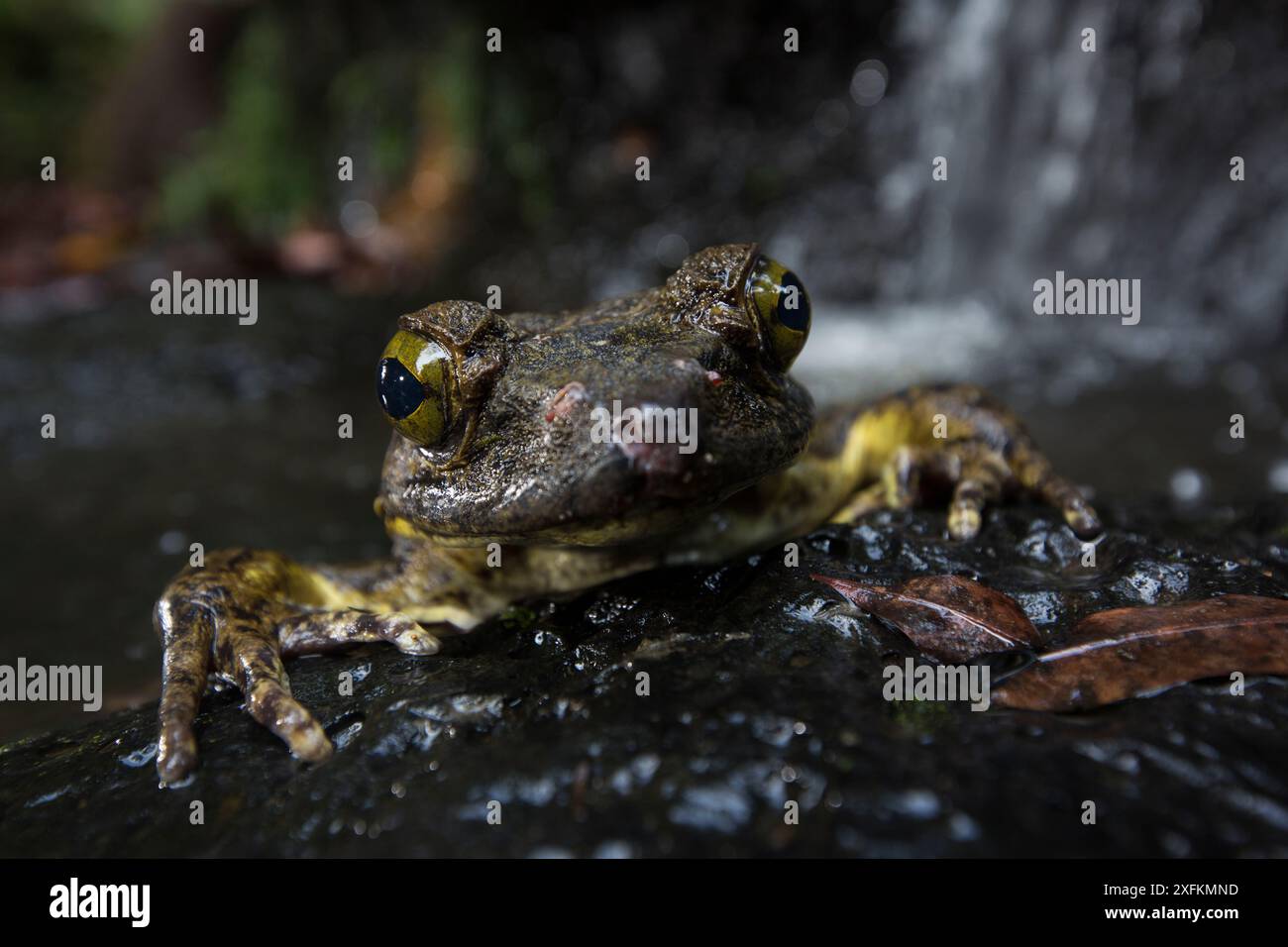 Rana Golia (Conraua golia) che emerge dall'acqua, Camerun. Foto Stock