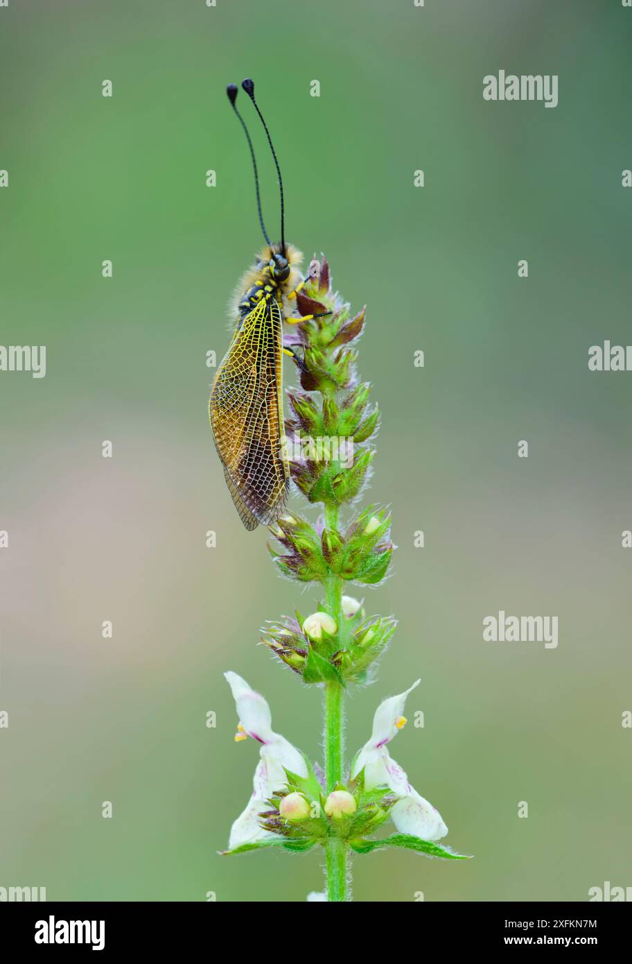 Owlfly (Libelloides icericus) vicino a Bargemon, Provenza, Francia meridionale, maggio. Foto Stock