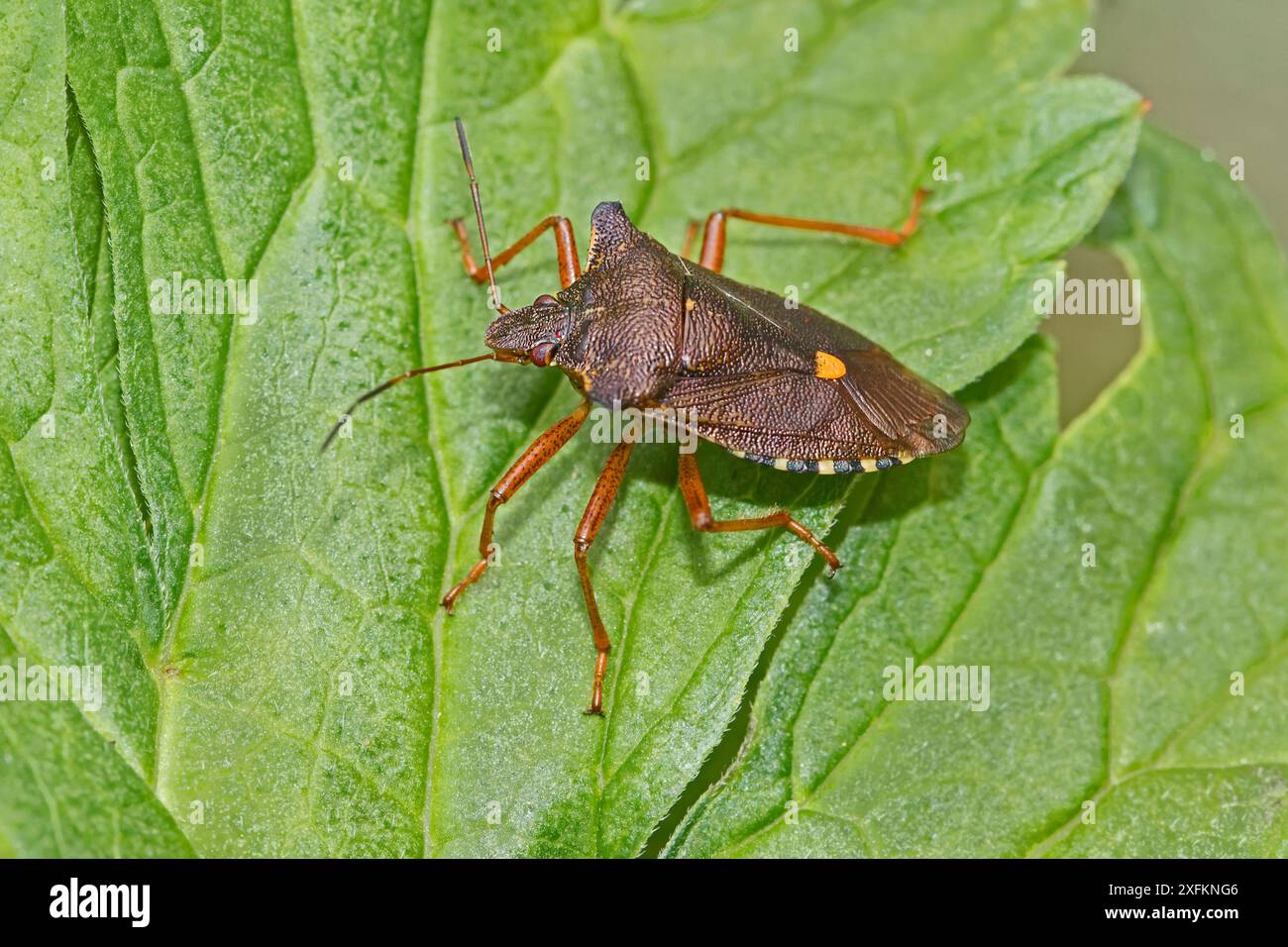 Red-Legged shieldbug (Pentatoma rufipes) Brockley, Lewisham, Londra, Regno Unito settembre Foto Stock