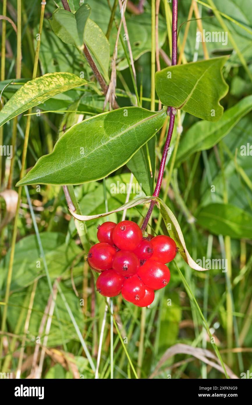 Wild Honeysuckle Berries (Lonicera) Hutchinson's Bank, New Addington, Londra settembre Foto Stock