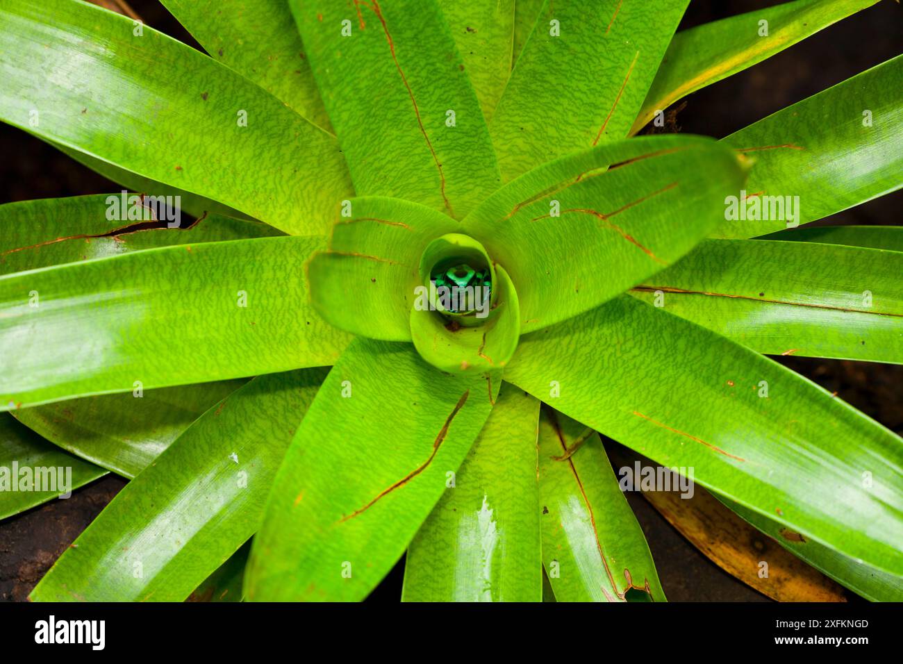 Rana veleno verde e nero (Dendrobates auratus) nascosta al centro della bromeliade. Fiume la Paz, Highlands, regione di Sarapiqui, Costa Rica. Foto Stock