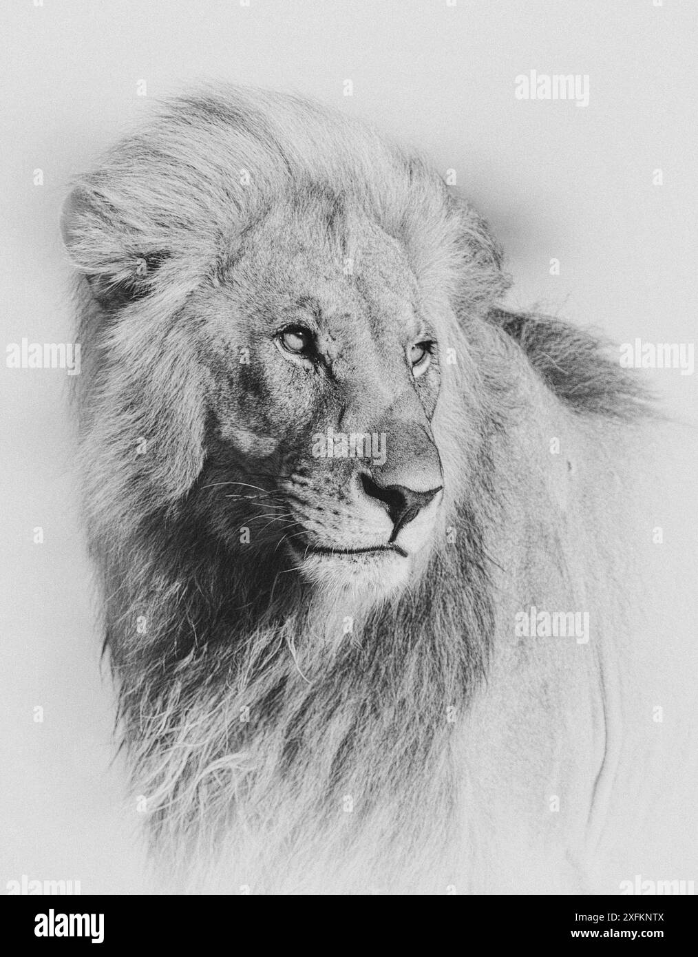 Leone africano (Panthera leo) maschio. Parco nazionale di Etosha, Namibia. Ottimizzato digitalmente. Foto Stock