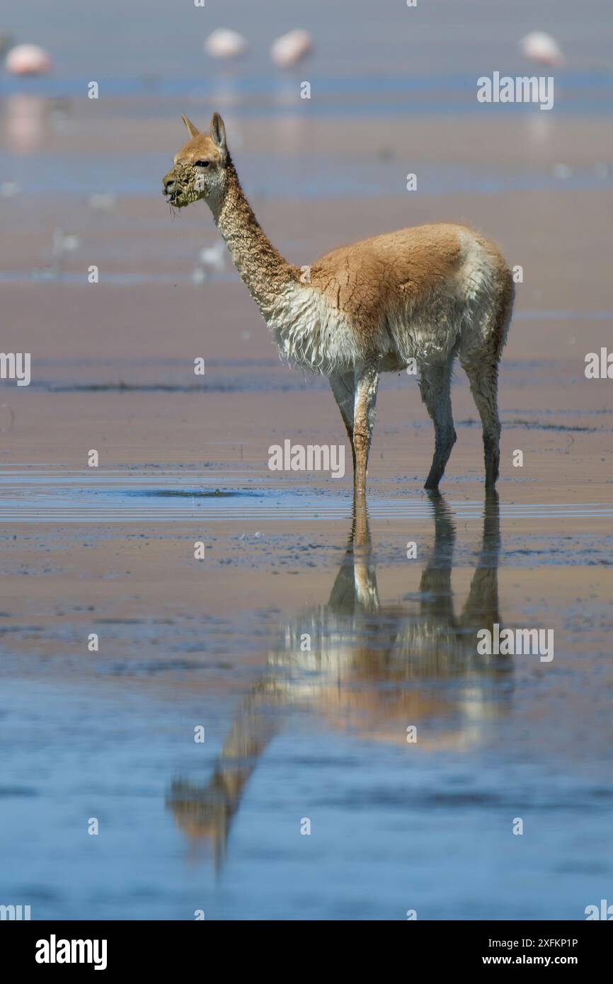 Vicuna (Vicugna vicugna) in piedi a Laguna Blanca, Reserva Eduardo Avaroa, altiplano, Bolivia Foto Stock