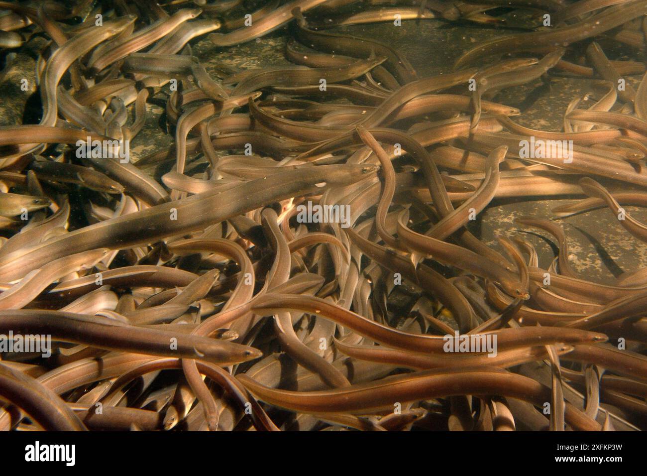 Anguilla europea (Anguilla anguilla) che nuotano in un grande serbatoio di tenuta a UK Glass Eels, prima di essere reintrodotta in un lago in Galles, Gloucester, Regno Unito, ottobre 2016 Foto Stock