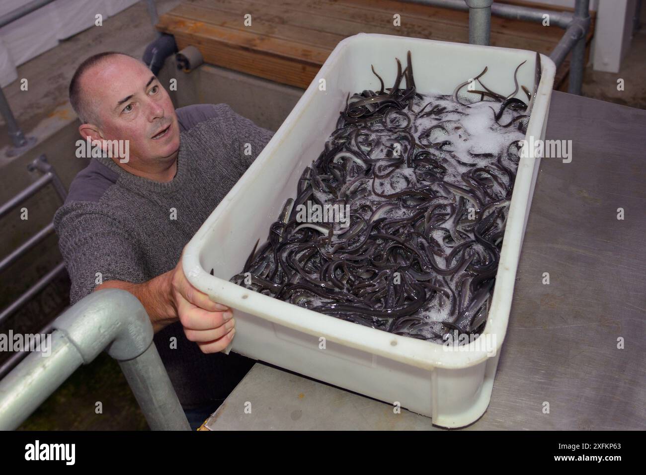 Vassoio di anguilla europea (Anguilla anguilla) presso UK Glass Eels pronto per essere imballato per il trasporto in Galles per un progetto di reintroduzione, Gloucester, Regno Unito, ottobre 2016 Foto Stock