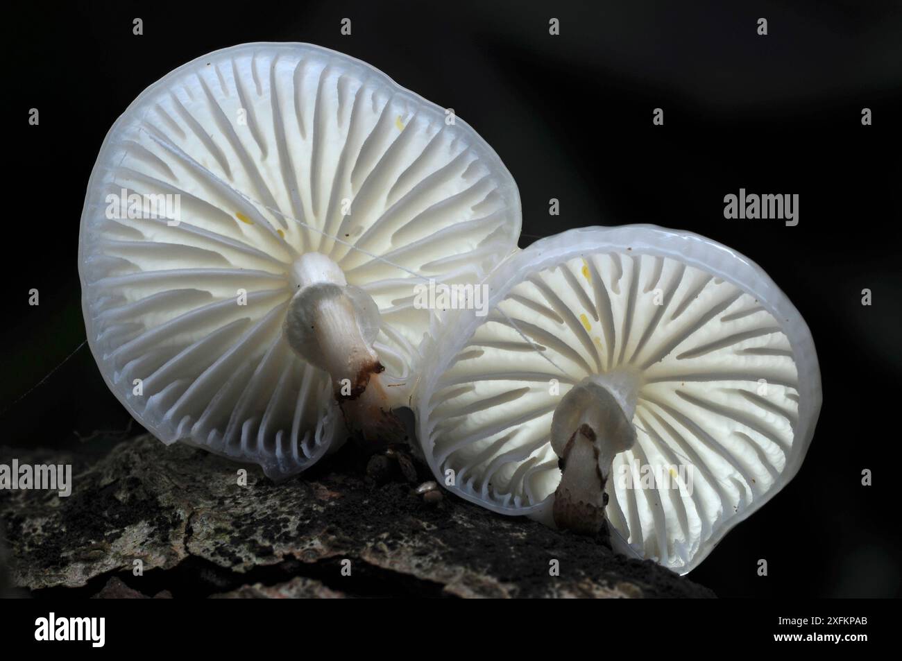 Sgabelli in porcellana (Oudemansiella mucida) New Forest, Hampshire, Regno Unito, ottobre. Foto Stock