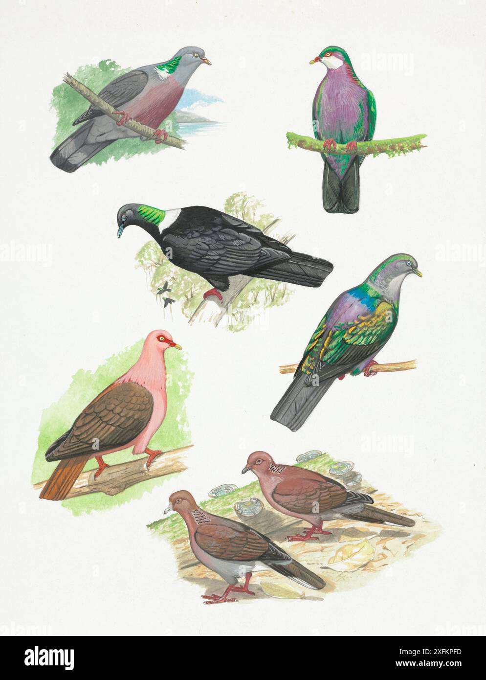 Piccioni estinti 3. In senso orario dall'alto a sinistra: Piccione di Madeira (Columba palumbus maderensis) estinto 1904, piccione di Lord Howe (Columba vitiensis godmanae) estinto 1853; piccione delle Isole Bonin (Columba versicolor) Ex. 1889, tortora delle Seychelles (Nesoenas picturata rostrata) Ex..1990; tortora di Amirante (Nesoenas picturata aldabrana) Ex. c.1950; RÃ©union Pink Pigeon (Nesoenas duboisi) Ex. c.1800; piccione Ryukyu (Columba jouyi) Ex. 1936. Foto Stock