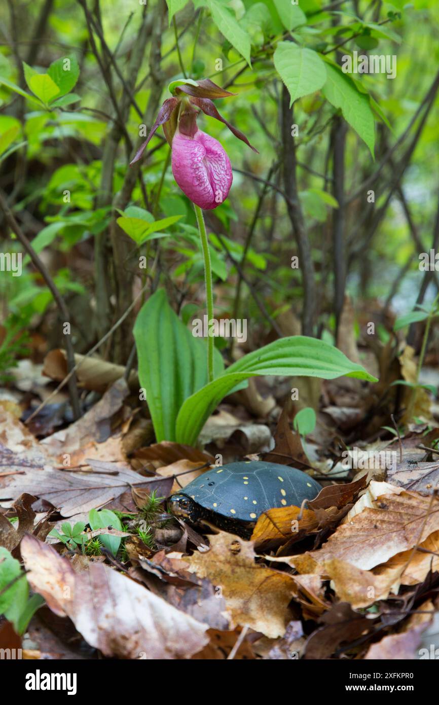 Tartaruga macchiata (Clemmys guttata) con orchidea rosa (acaule Cypripedium). Killingworth, Connecticut, Stati Uniti. Specie che destano preoccupazione in tutto il suo areale, specie a rischio di estinzione. Foto Stock