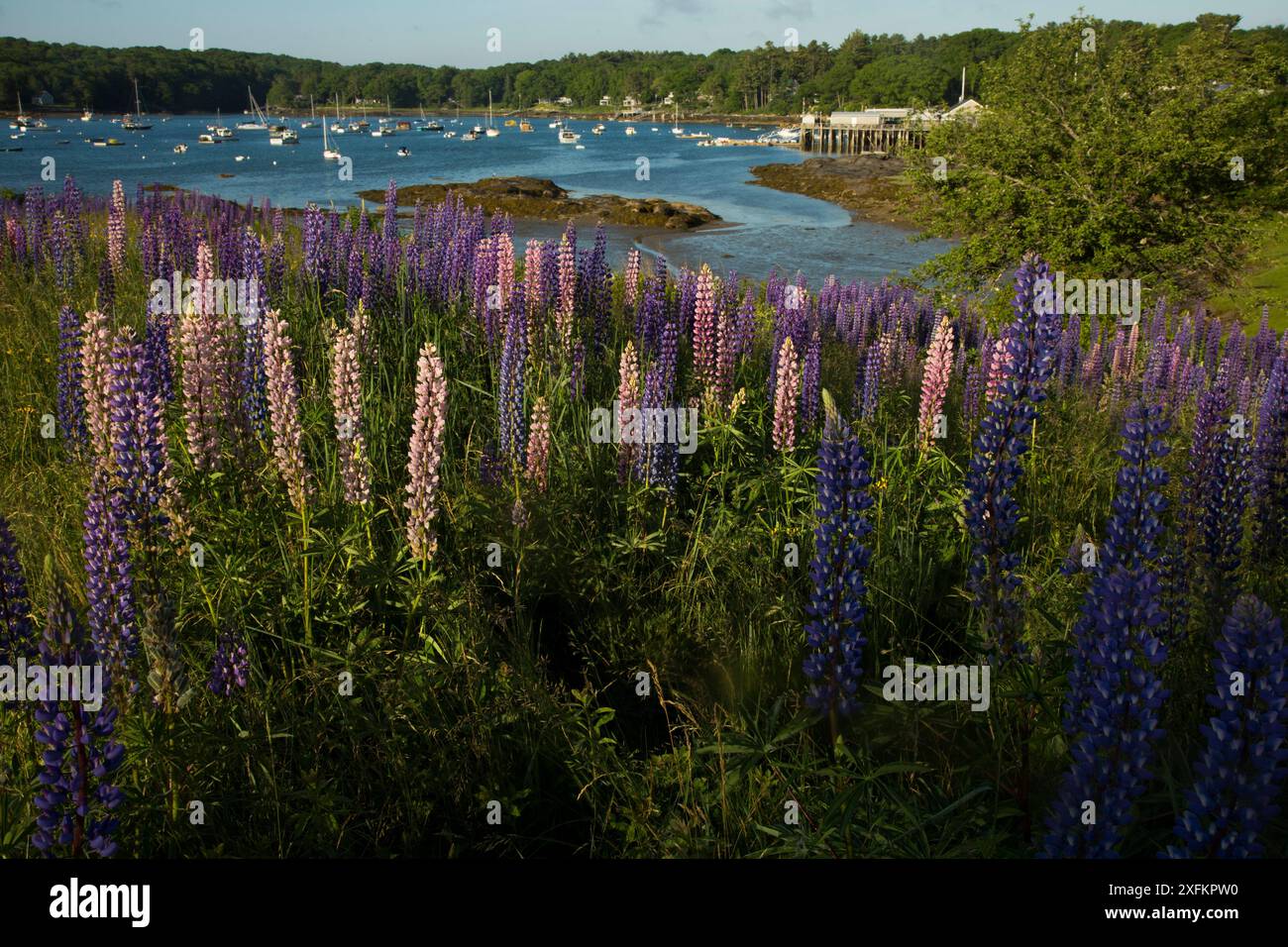 I lupini (Lupinus sp.) in bloom di ingresso di acqua salata a stagno rotondo, Maine, Stati Uniti d'America. Foto Stock