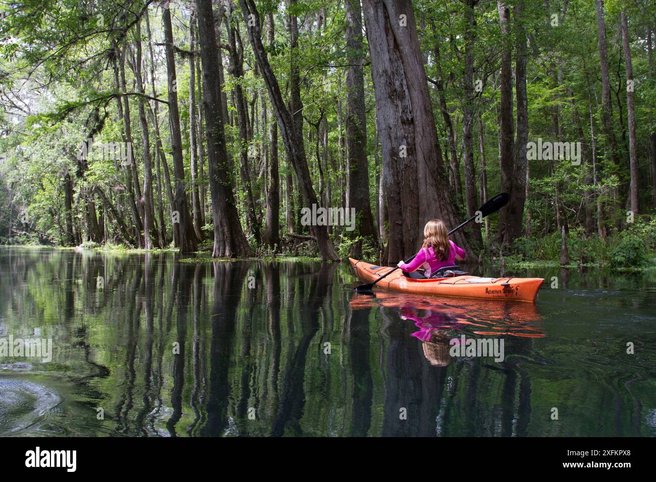 Donna in kayak davanti agli alberi di cipresso calvo sul fiume Ichetucknee alimentato a sorgenti. Ichetucknee River State Park, Fort White, Florida, Stati Uniti. Modello rilasciato Foto Stock