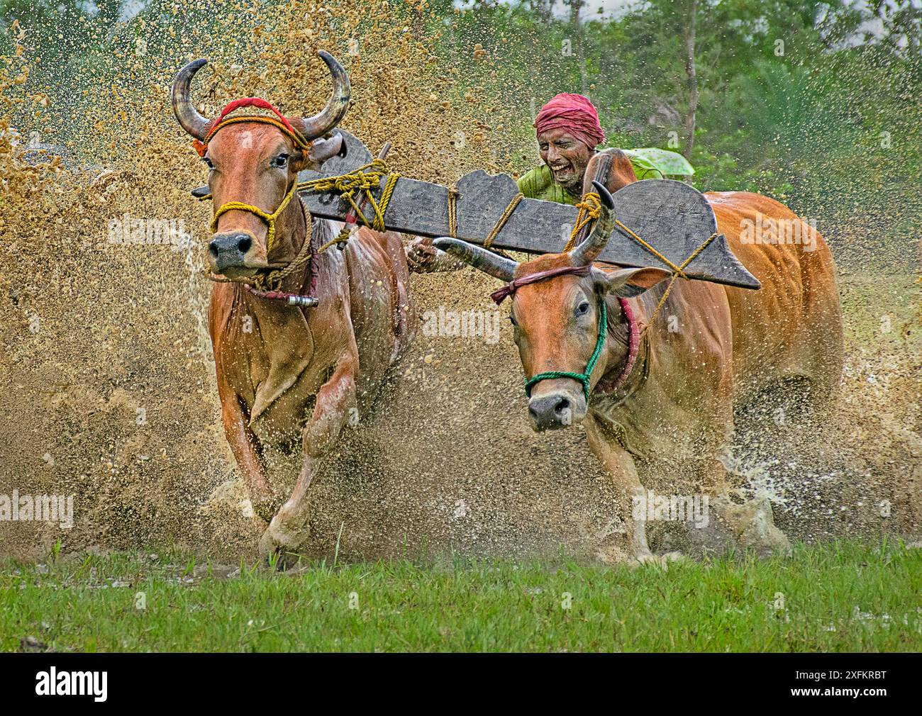 Vista ravvicinata di una tradizionale corsa di tori chiamata "Moichara", dove un contadino guida due tori attraverso un campo fangoso, creando una scena dinamica e vivace Foto Stock