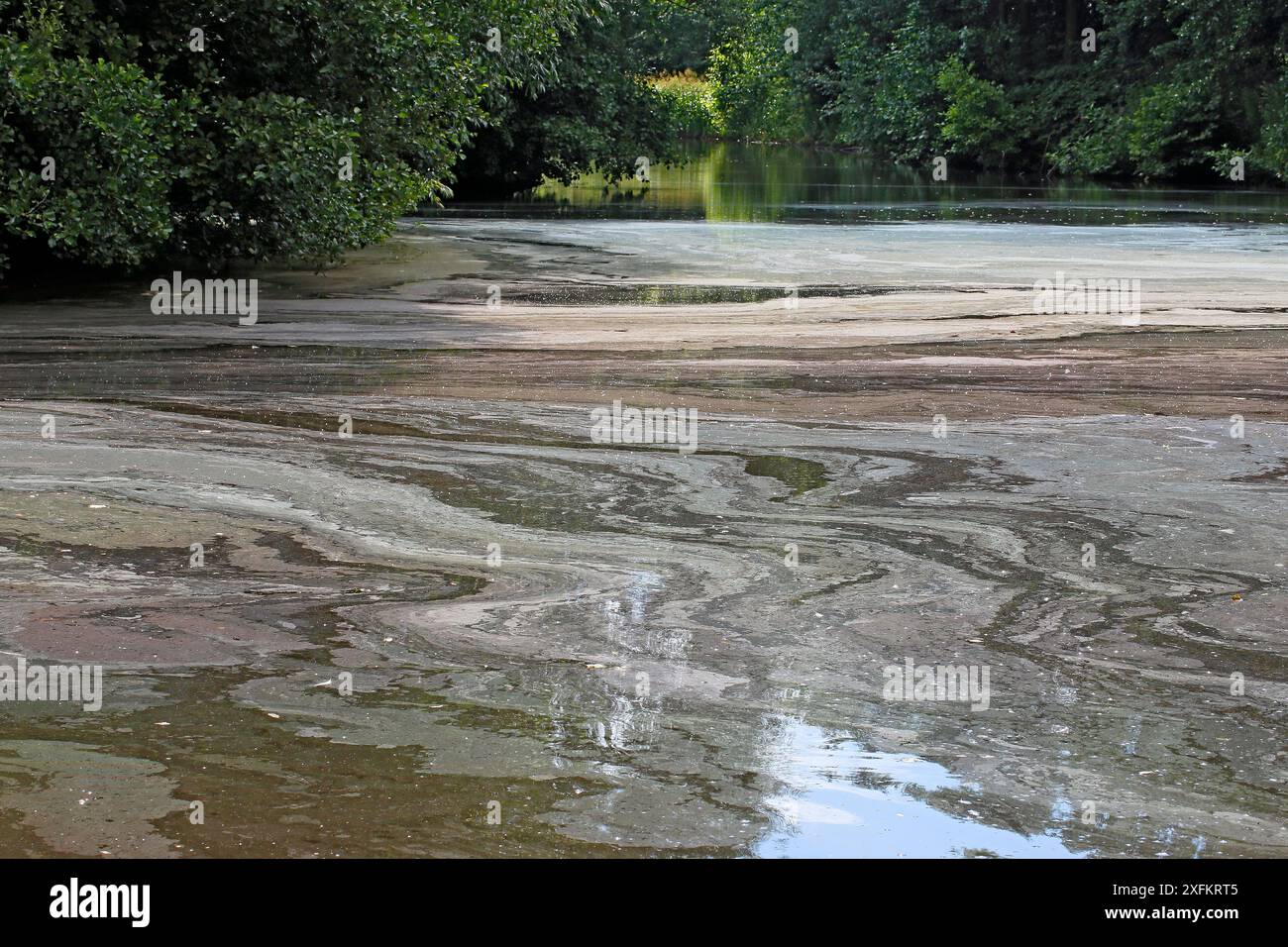 Fioritura algale o scum formando sul piccolo lago vicino a Burton, Cheshire, Regno Unito, Luglio. Foto Stock