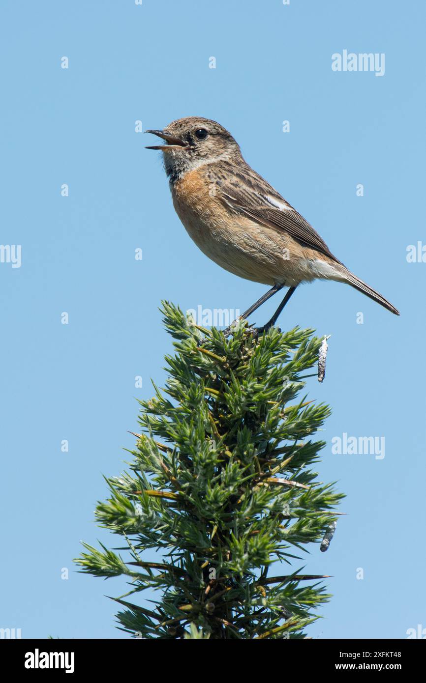 Stonechat (Saxicola torquata) donna che chiama dalla cima di Gorse Bush, Hampshire, Inghilterra, Regno Unito, maggio Foto Stock