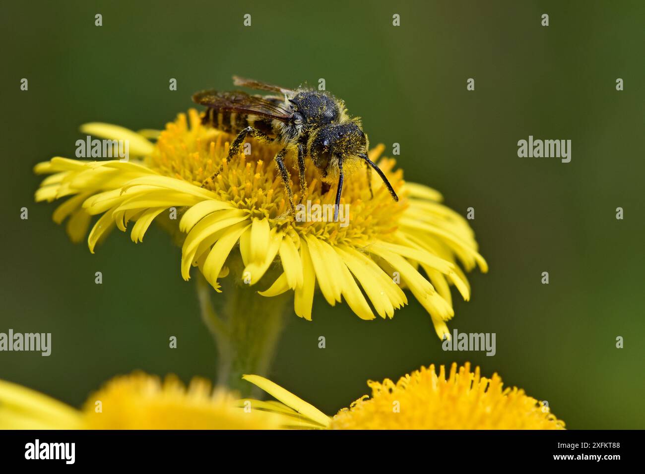 Api dalla coda affilata (Coelioxys elongata) maschi che si nutrono di nettare dal fiore Fleabane, Oxfordshire, Inghilterra, Regno Unito, agosto Foto Stock