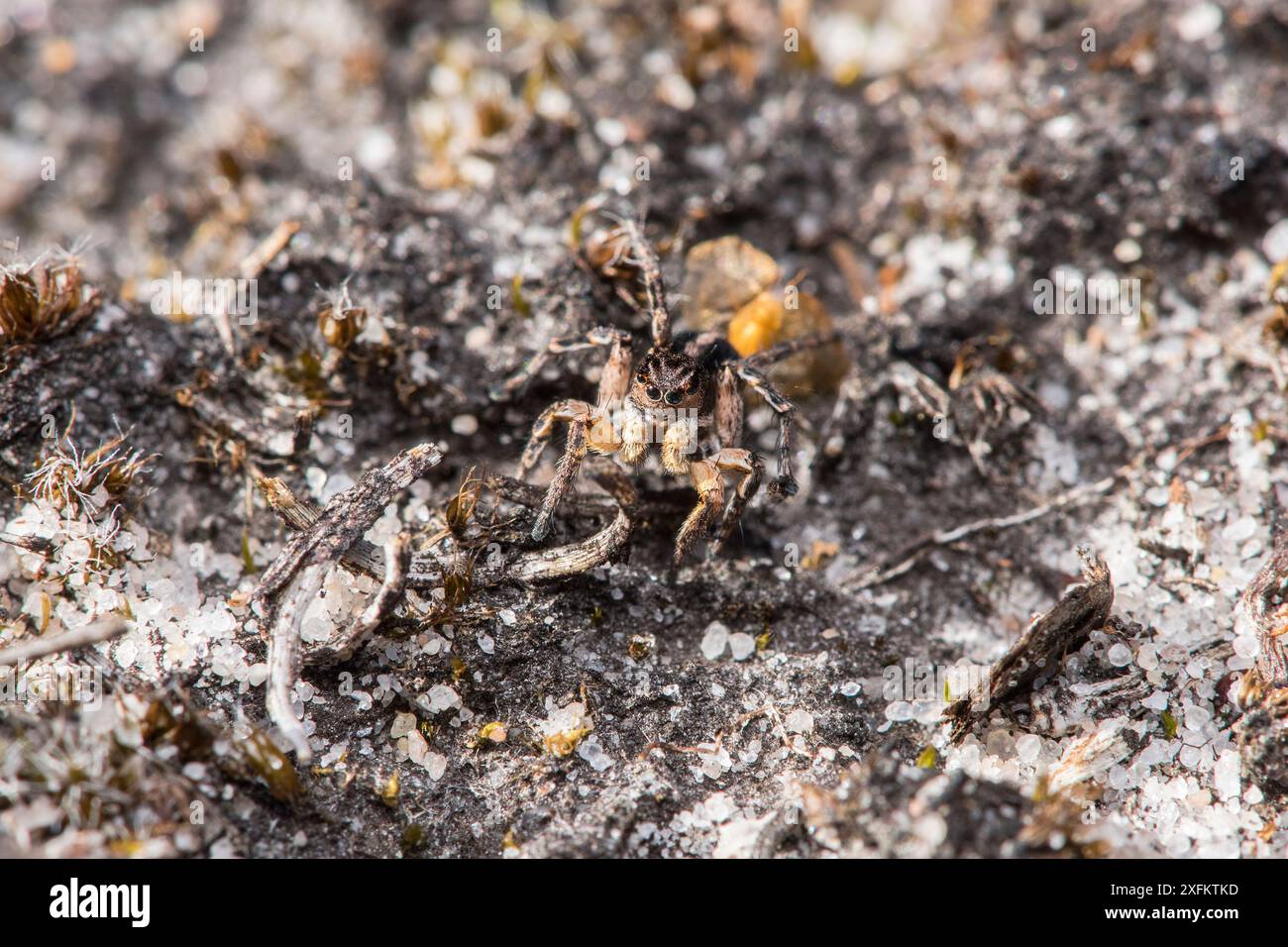 Jumping Spider (Aellurilus V-insignitus) maschio molto ben camuffato sul pavimento delle brughiere, Surrey, Inghilterra, Regno Unito, agosto Foto Stock