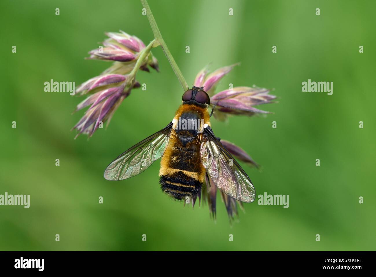 Downland villa, Downland bee-fly (Villa cingulata) - questa rara specie meridionale di ape-fly è elencata come minacciata nel Red Data Book, ma ha recentemente aumentato la portata e si trova di solito sulle praterie calcaree delle Chilterns, Oxfordshire, Inghilterra, Regno Unito, giugno Foto Stock