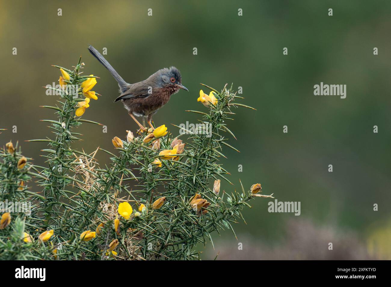 Parula di Dartford (Sylvia undata) arroccata su Gorse Bush, Hampshire, Inghilterra, Regno Unito, maggio Foto Stock