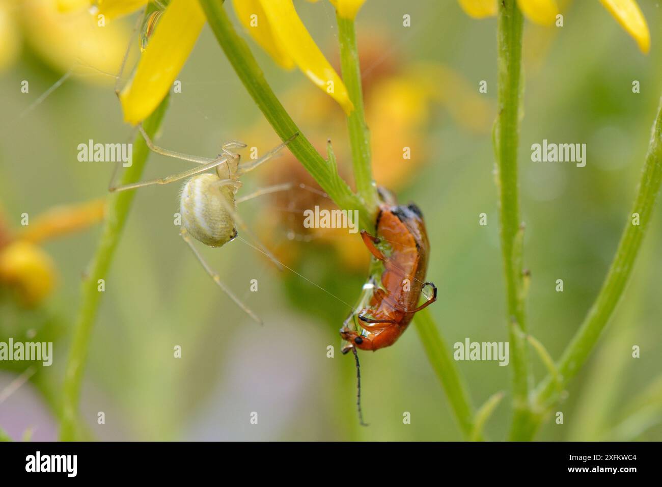 Ragno femminile dai piedi pettinati (Enoplognatha ovata) che avvolge un coleottero rosso comune (Rhagonycha fulva) con seta dopo averlo iniettato con veleno. Chalk Grassland Meadow, Wiltshire, Regno Unito, luglio. Foto Stock