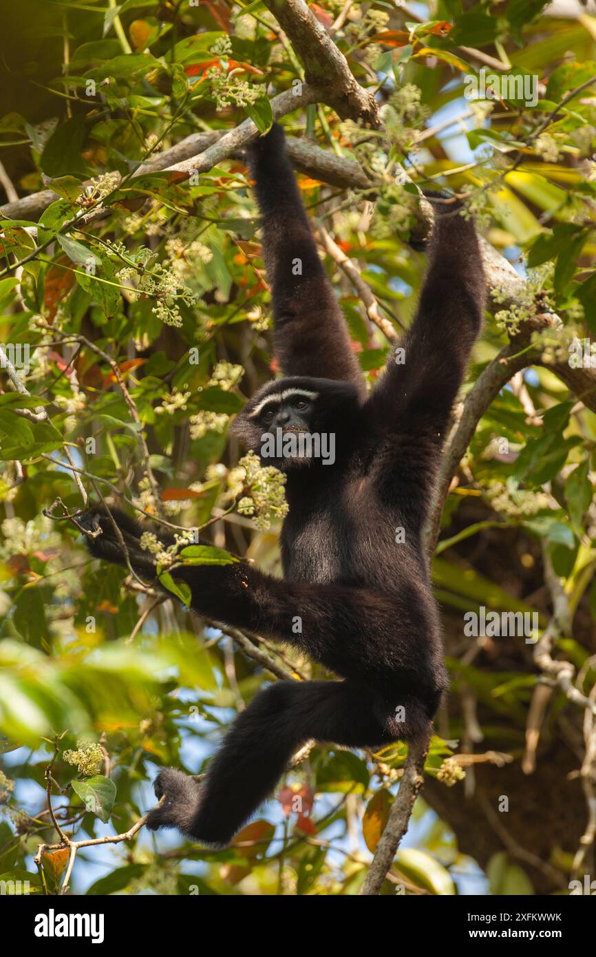 WESTERN hoolock gibbon (Hoolock hoolock) maschio appeso al ramo, Assam, India. Foto Stock