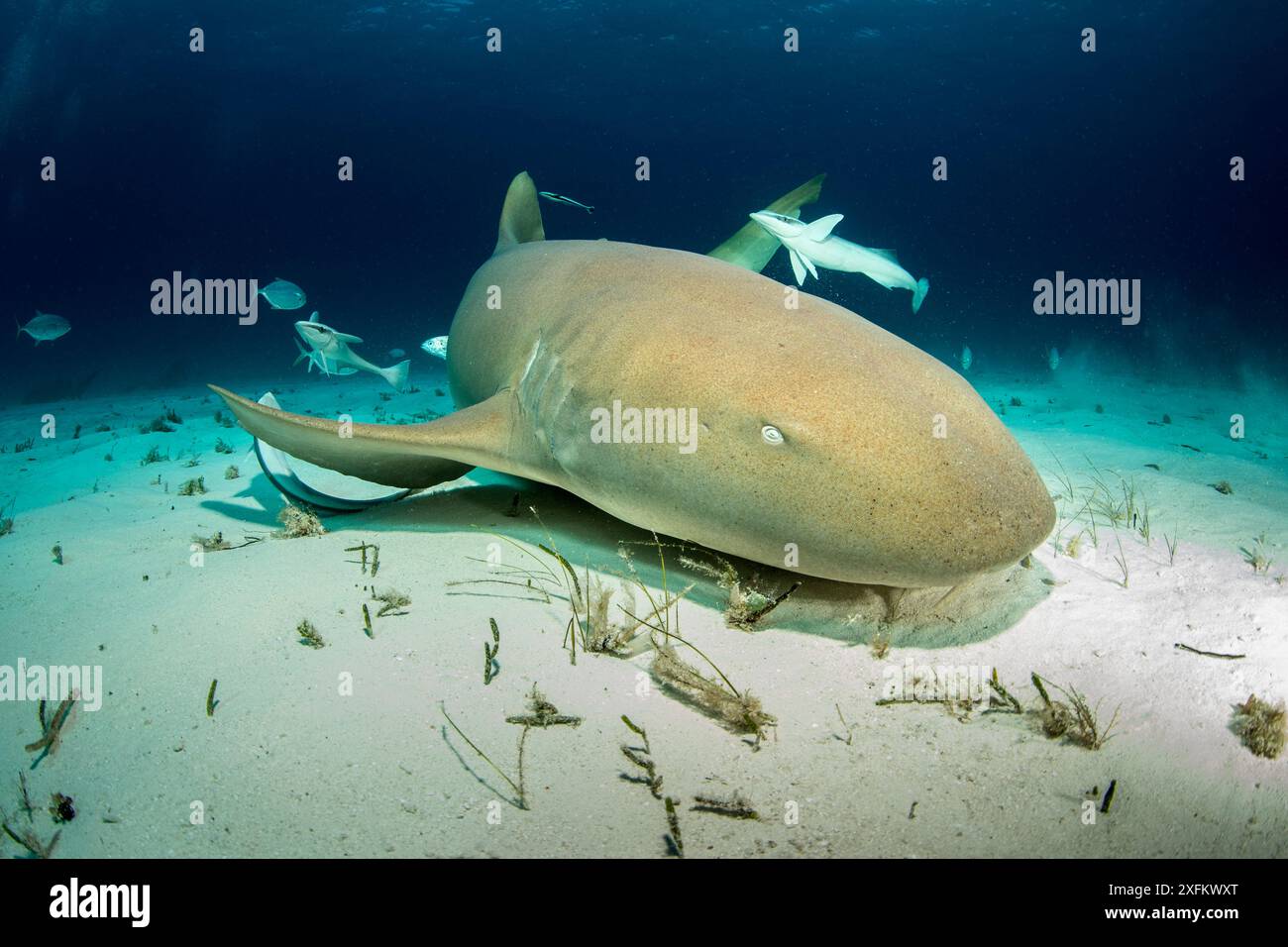 Squalo nutrice (Ginglymostoma cirratum) che riposa sul fondo del mare con pesci Remora, South Bimini, Bahamas. Bahamas National Shark Sanctuary, Oceano Atlantico occidentale. Foto Stock