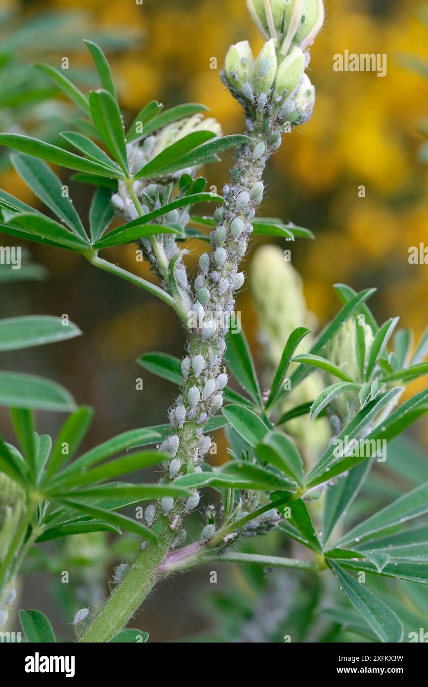 Lupine aphid (Macrosiphon albifrons) su stelo di lupino, Surrey, Inghilterra, Regno Unito, maggio. Foto Stock