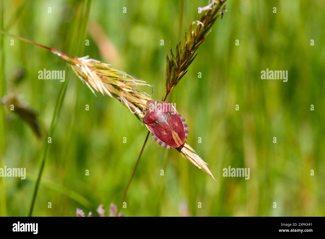 Tartaruga europea (Eurygaster testudinaria). Surrey, Inghilterra, Regno Unito, giugno. Foto Stock