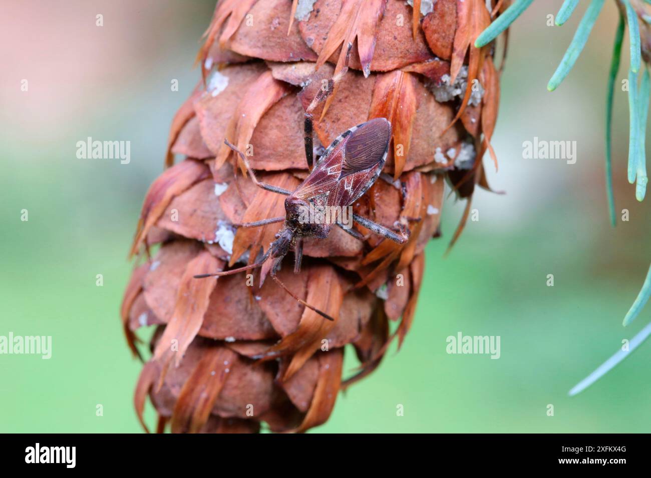 Cimice di semi di conifere occidentali (Leptoglossus occidentalis) sul cono di Douglas Fir. Specie recentemente introdotte in Europa dal Nord America e diffuse in Gran Bretagna. Surrey, Inghilterra Foto Stock
