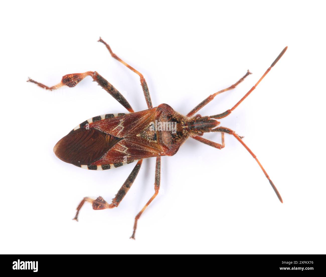 Insetto di conifere occidentali (Leptoglossus occidentalis) recentemente introdotto in Europa dal Nord America e diffuso in Gran Bretagna. Surrey, Inghilterra, Regno Unito, novembre. Foto Stock