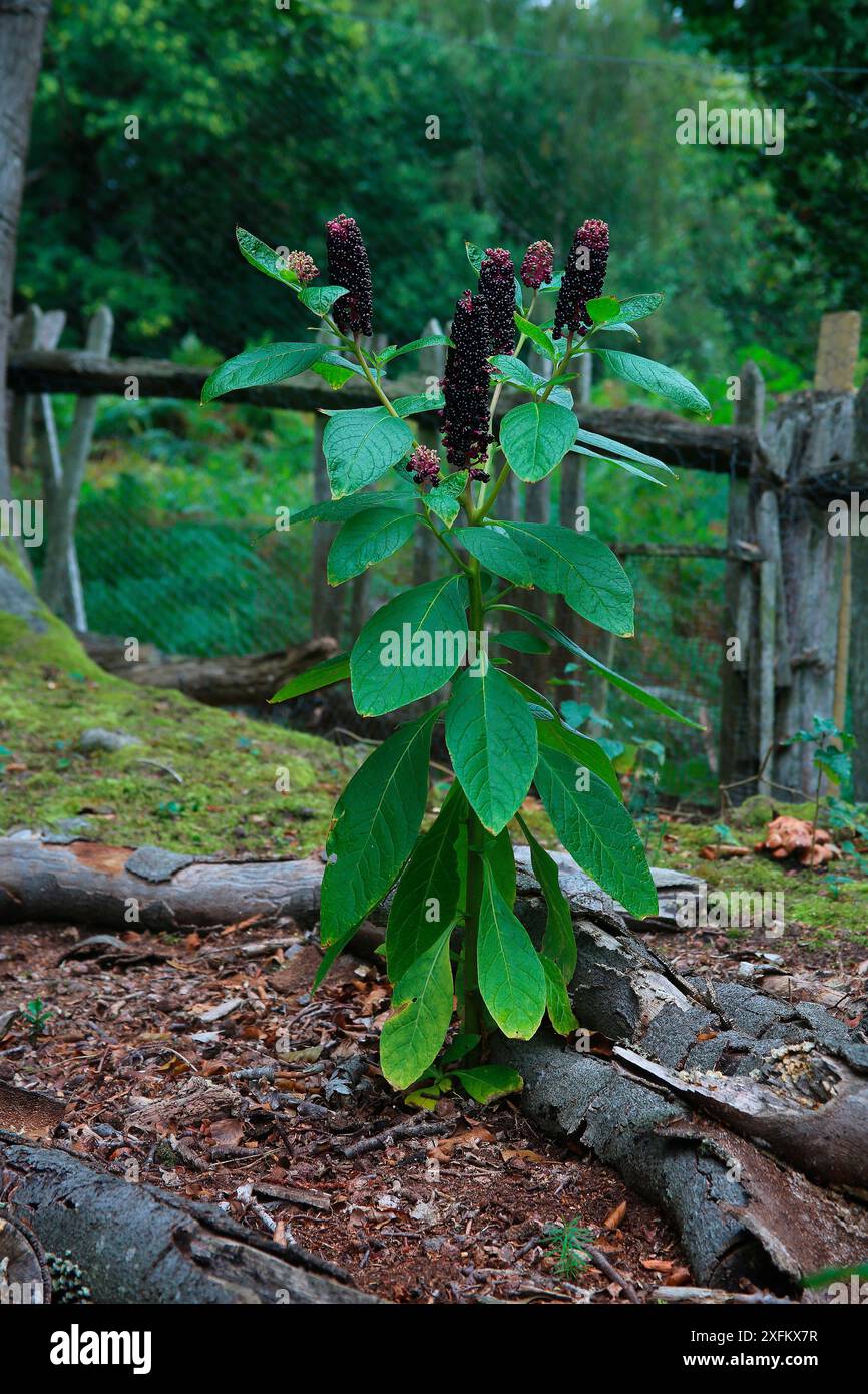 Pokeweed indiano (Phytolacca acinosa) in bacca. Surrey, Inghilterra, Regno Unito, settembre. Foto Stock