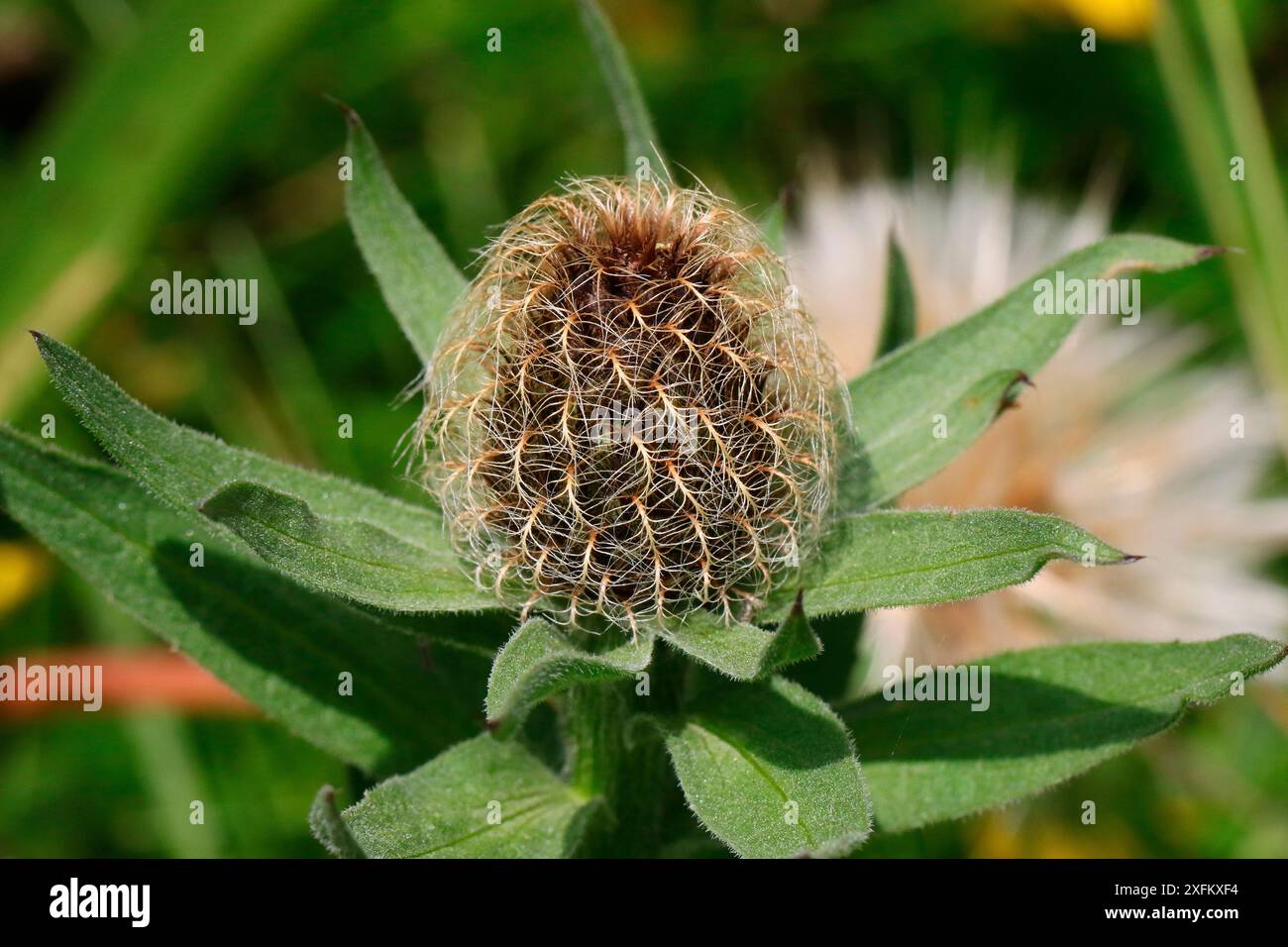 Parrucca in ginocchio (Centaurea pseudophrygia) bocciolo di fiori non aperto. Italia, luglio. Foto Stock