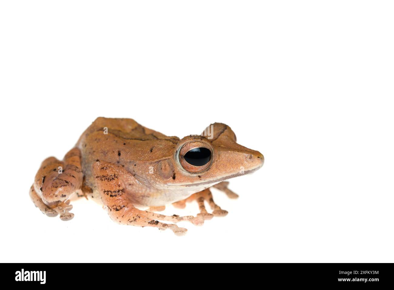Rana di Collett (Polypedates colletti) prigioniera Foto Stock