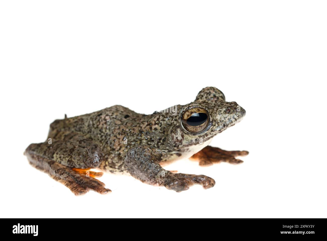 Rana volante Annam (Rhacophorus annamensis) prigioniera Foto Stock
