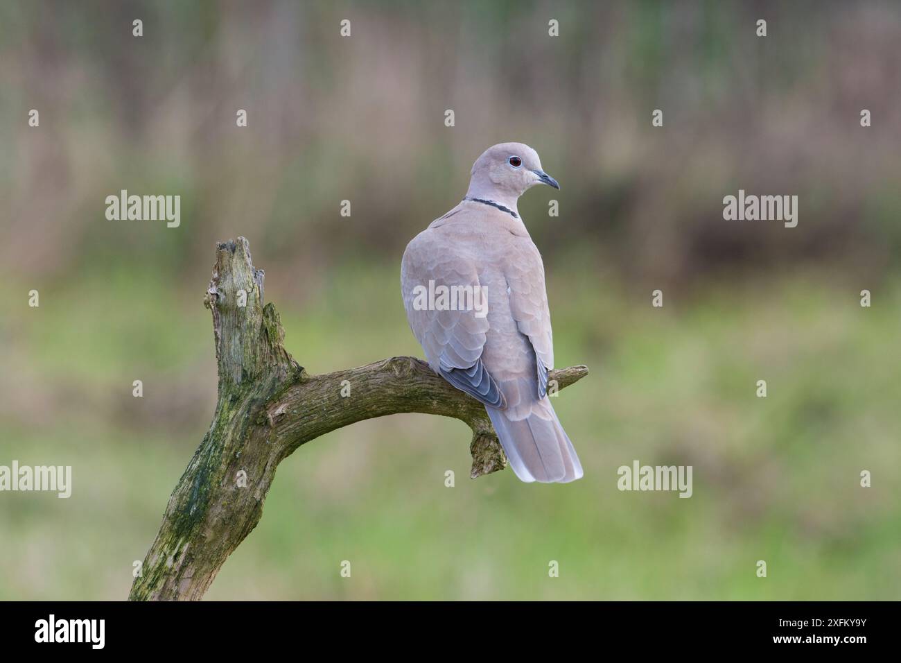 Colomba con collare eurasiatica (Streptopelia decaocto) UK Foto Stock