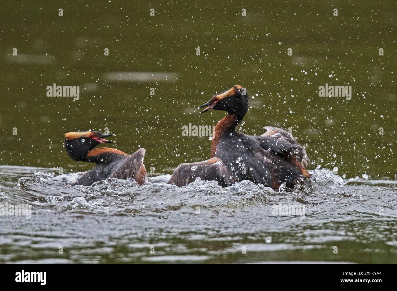 Due grebe maschili di Slavonia (Podiceps auritus) combattono per un territorio nidificante. Porsanger Fjord, Finmark, Norvegia Foto Stock