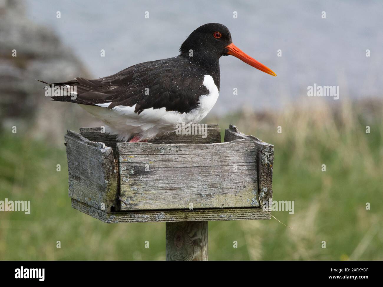 Oystercatcher eurasiatico (Haematopus ostralegus) in piedi sopra le uova in un vassoio di raccolta Queste piattaforme di nido sono state originariamente allestite (inizio - metà del XX secolo) per fornire una fornitura di uova fresche. Ora fanno parte di un programma di allevamento anti-predatore. Originariamente allevate a gabbiani di allevamento uova; altre specie hanno ora approfittato dei siti di nido sicuri. Fiordo di Porsanger, Finmark, Norvegia Foto Stock