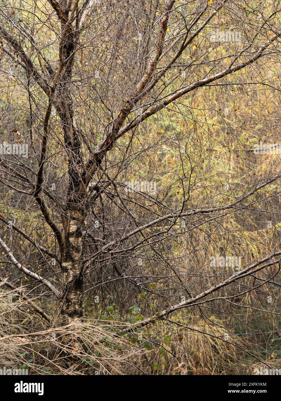 Bosco misto a Mortimer Forest, Ludlow, Shropshire, Regno Unito Foto Stock