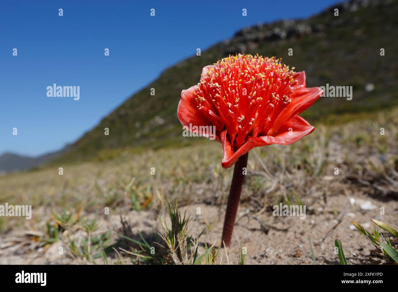 Fiore di sangue (Haemanthus coccineus) Table Mountain NP, Cape Peninsula, Sudafrica Foto Stock