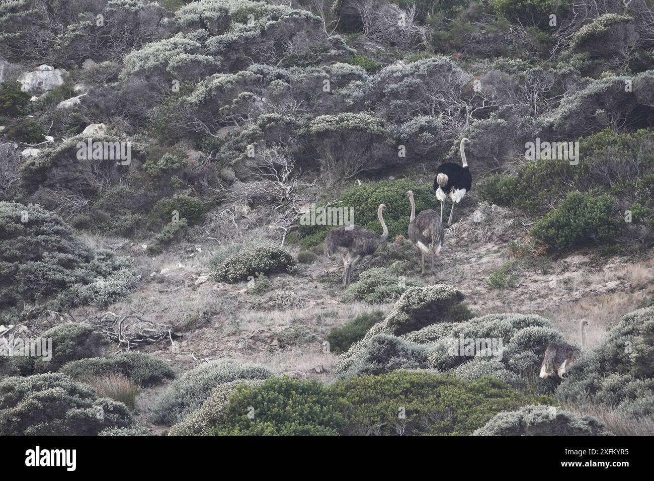 Struzzi (Struthio camelus australis) Table Mountain NP, Penisola del Capo, Sudafrica Foto Stock