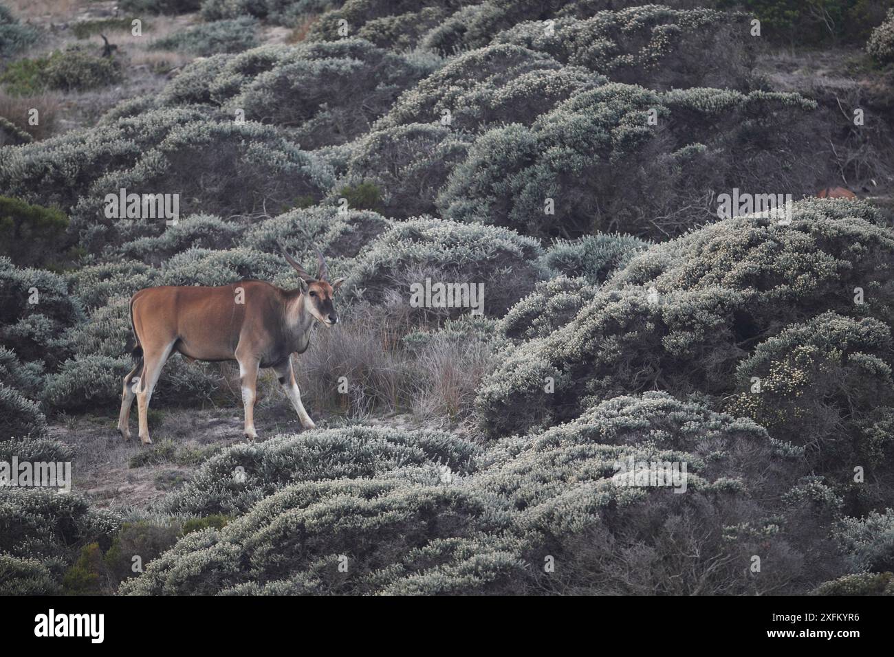 Common eland (Taurotragus oryx) Table Mountain NP, Cape Peninsula, Sudafrica Foto Stock