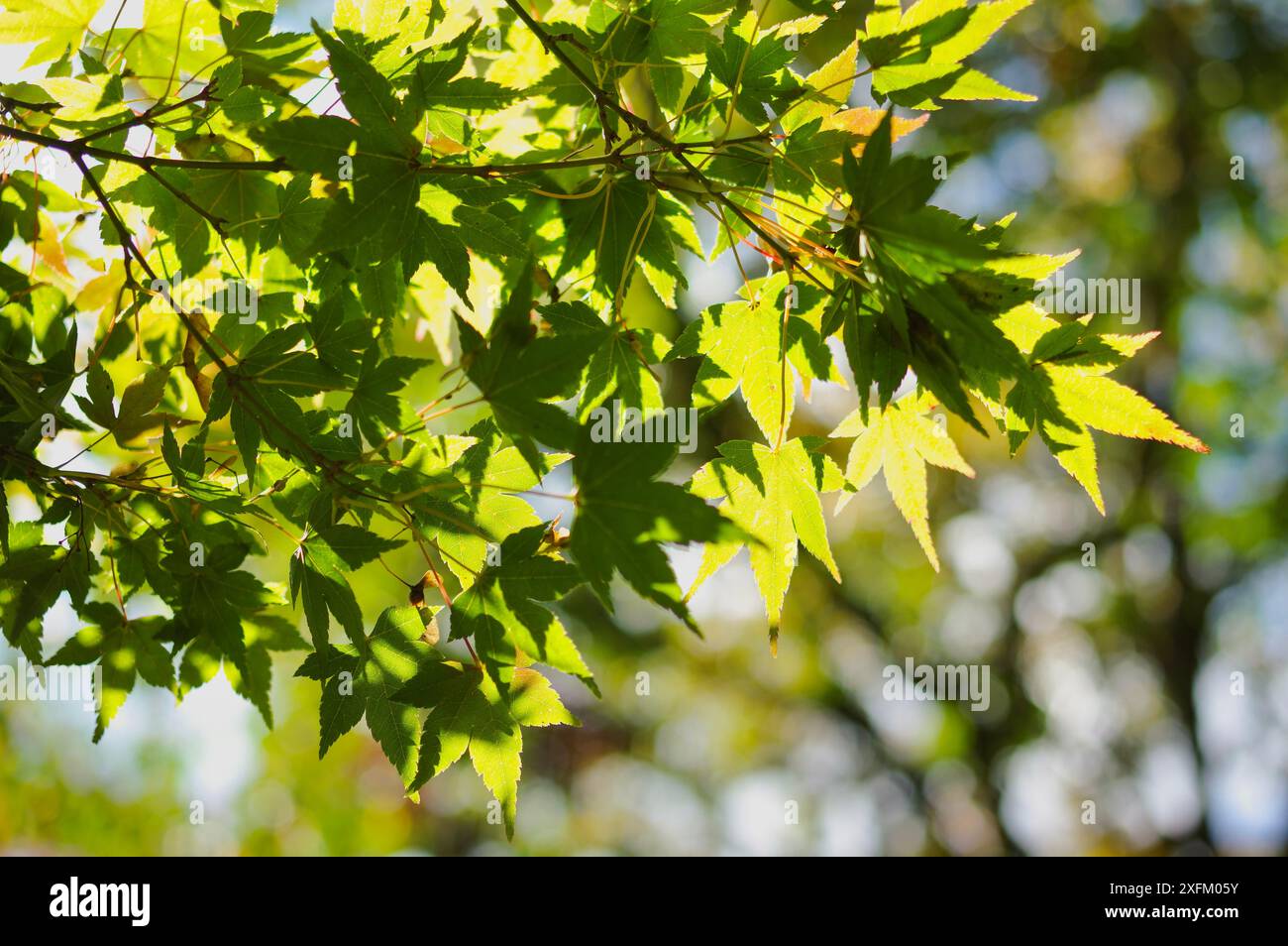 Foglie verdi baciate dal sole su un albero d'acero giapponese che cresce al Nooroo Garden nelle Blue Mountains di Sydney, Australia - Monte Wilson, nuovo Galles del Sud Foto Stock