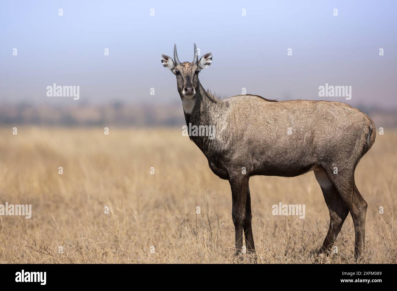 Nilgai o toro blu (Boselaphus tragocamelus), profilo maschile. Tal Chhapar Wildlife Sanctuary, Rajasthan, India Foto Stock